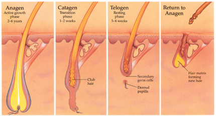 Ontharing anatomie